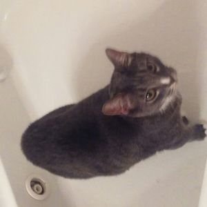 Meet your Posher, Dwight